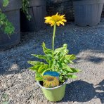  Echinacea purpurová (Echinacea purpurea) ´SUMMER BREEZE´, kont. C1.5L